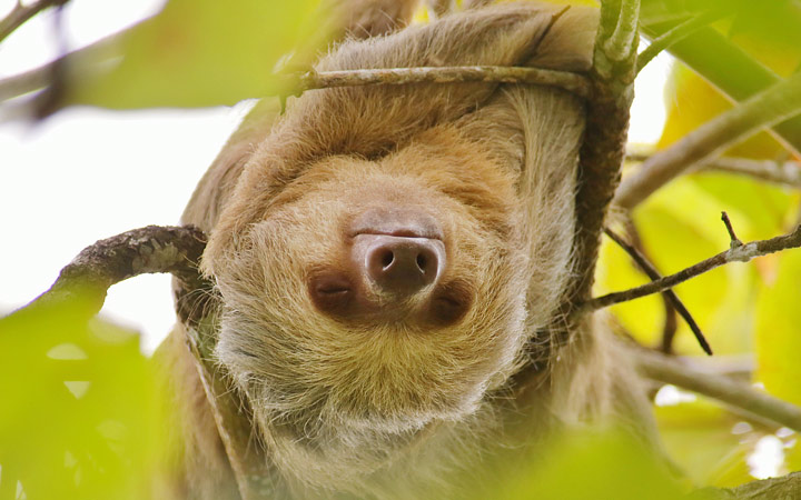 Costa Rica (Puntarenas)